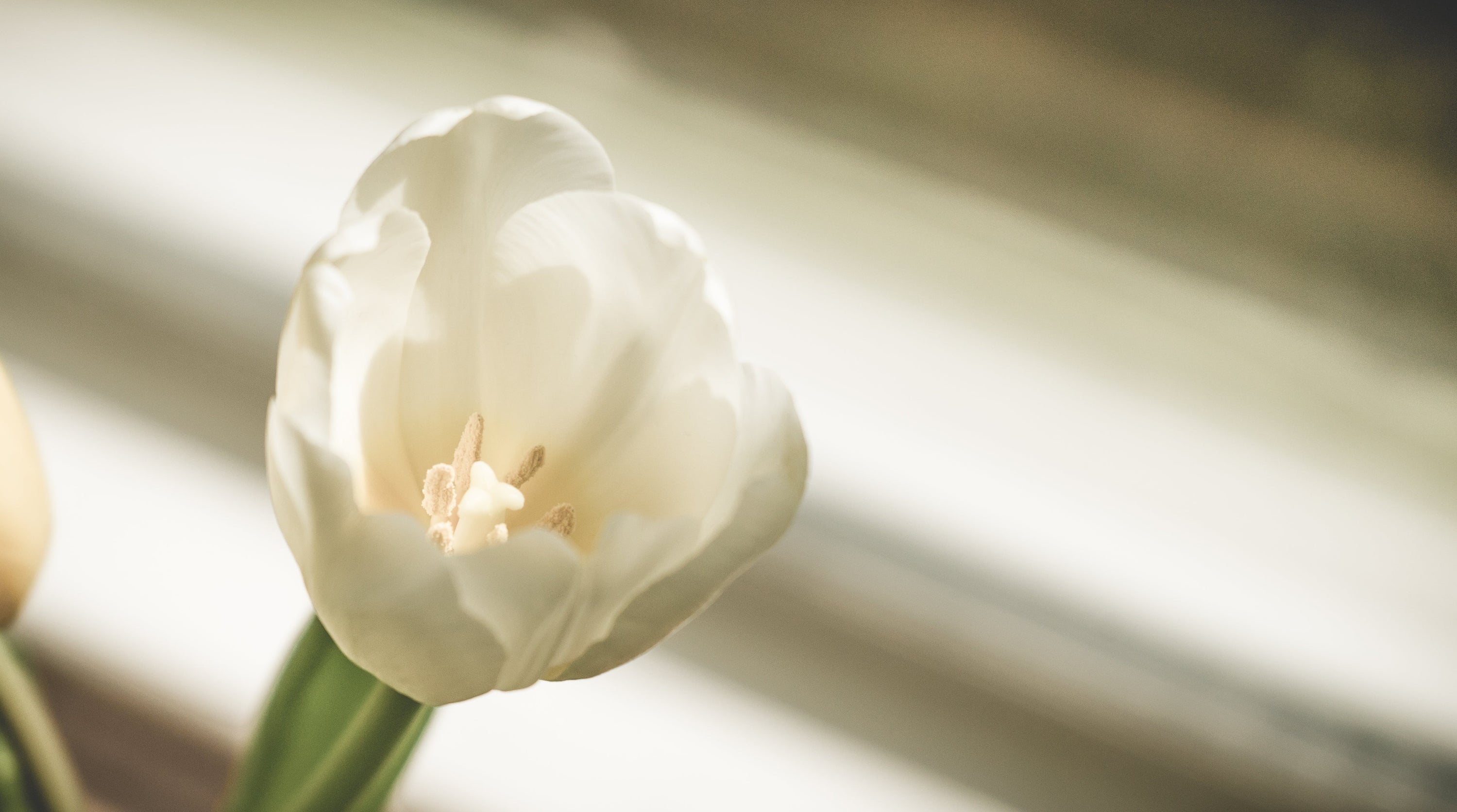 A white tulip has opened its petals to bask in the spring sunshine.