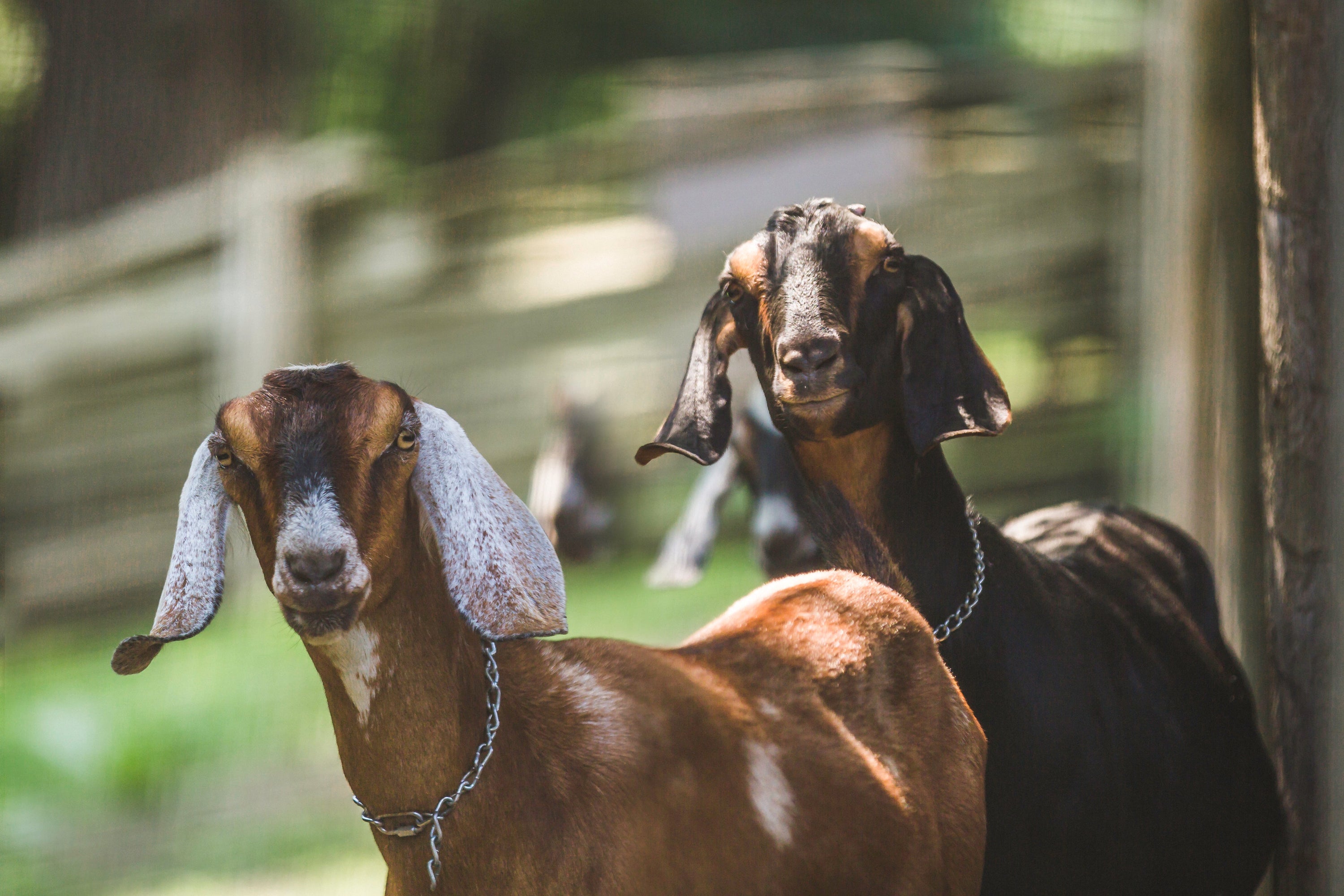 Two goat buddies look straight at the camera with surprise.