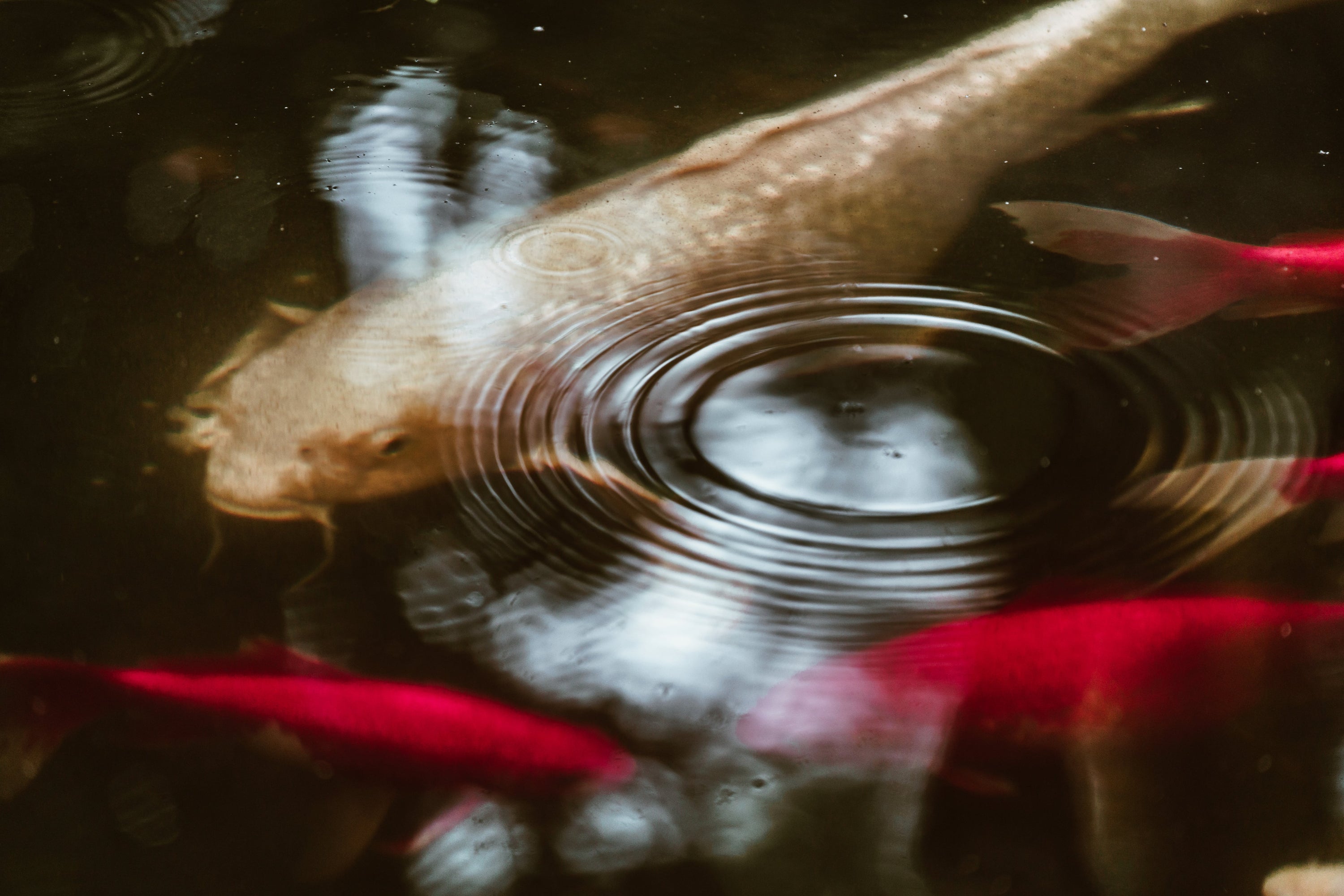 Water drops and makes tiny waves atop a koi fish pond.