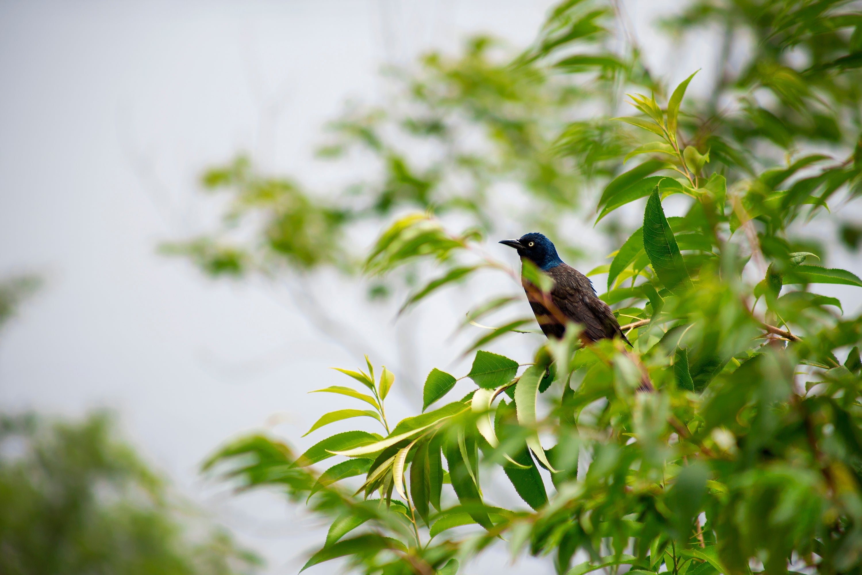 A Common Grackle - a bird with a distinctive blue head - perches on a twig on a green tree. As if it is singing - is ESG just a fantasy?