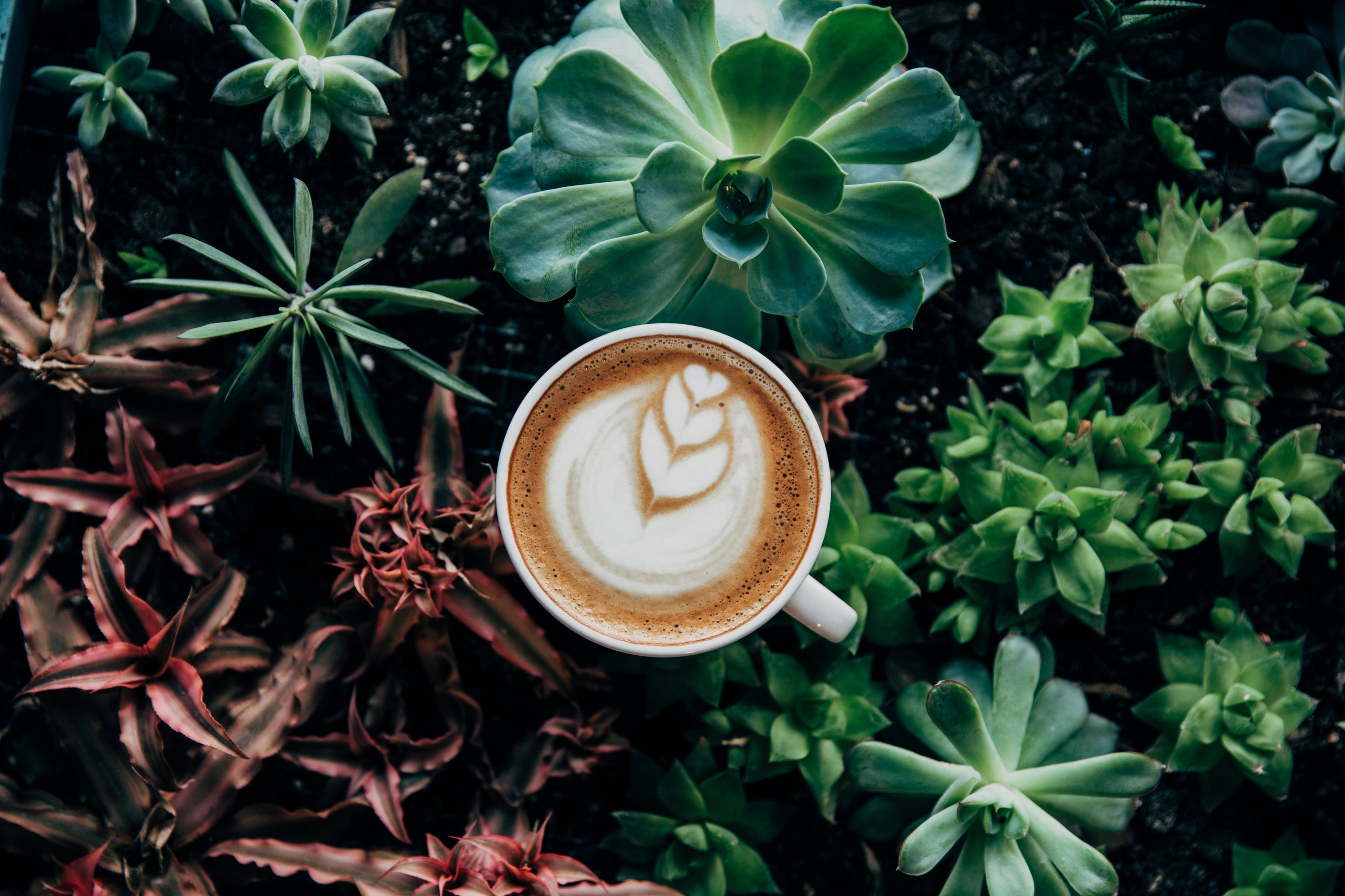 Cup of coffee with flower in foam set in a pot of plants.