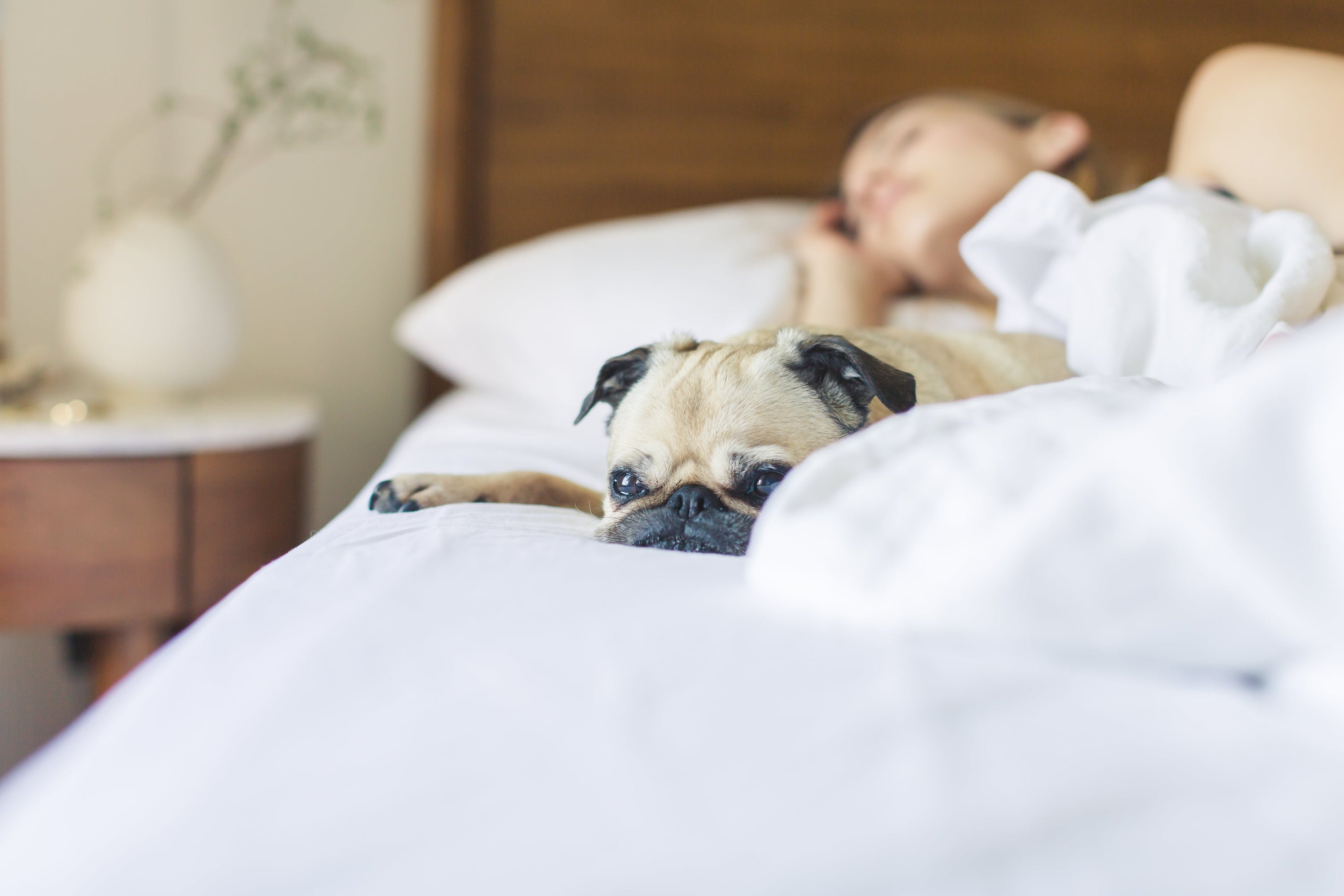 A woman and her bull dog enjoy their good night's of sleep on a cozy bed