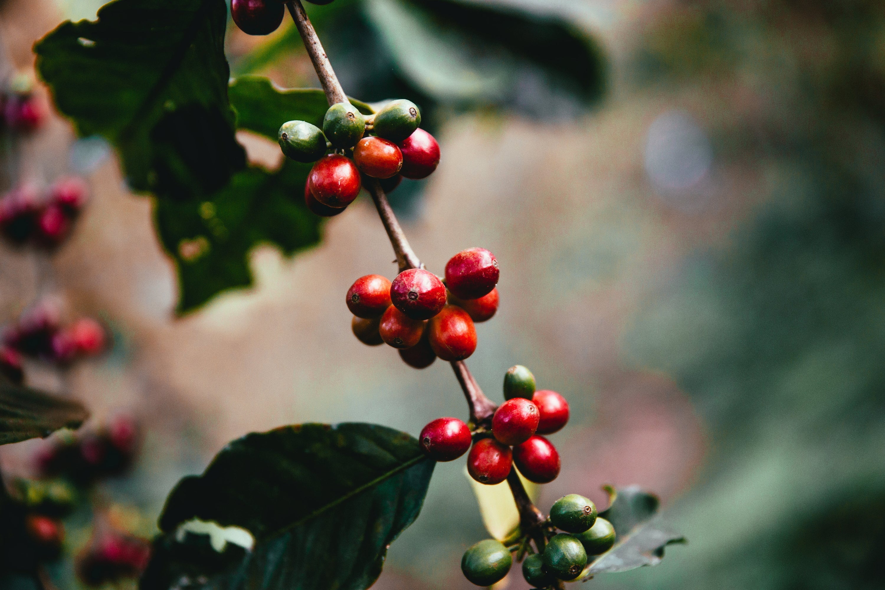 A close up of raw coffee beans still on the branch.